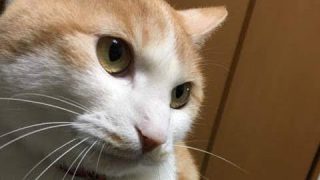 猫の強烈なオシッコ臭とガンコな尿石を安全にスッキリ消す方法 茂木和哉のブログ 公式