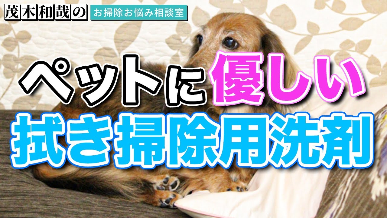 【飼い主必見！】茂木流 ペットに優しい室内の拭き掃除法！【掃除術】｜茂木和哉のブログ【公式】